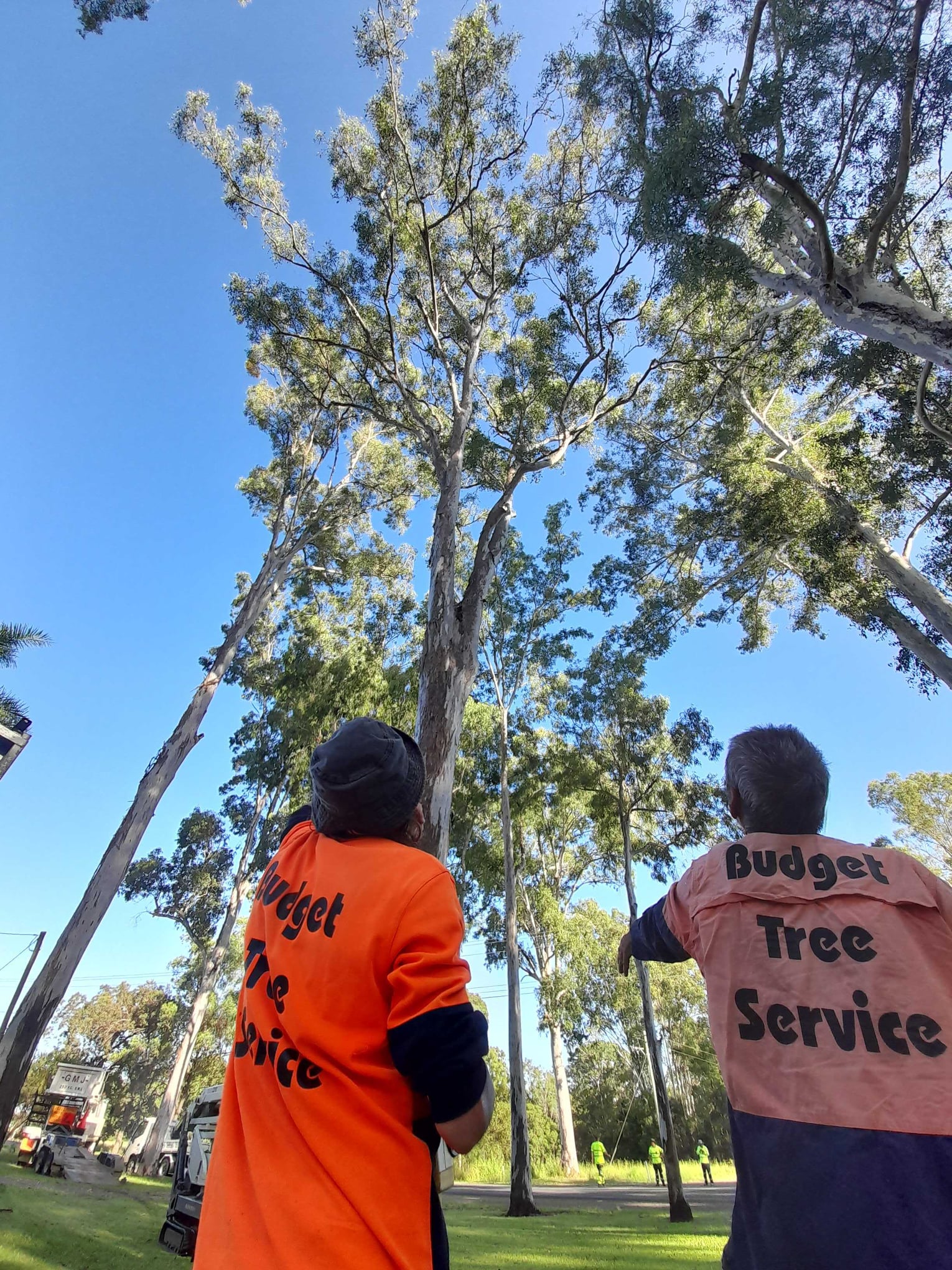 arborists assessing tree condition and structure prior to report and recommended works