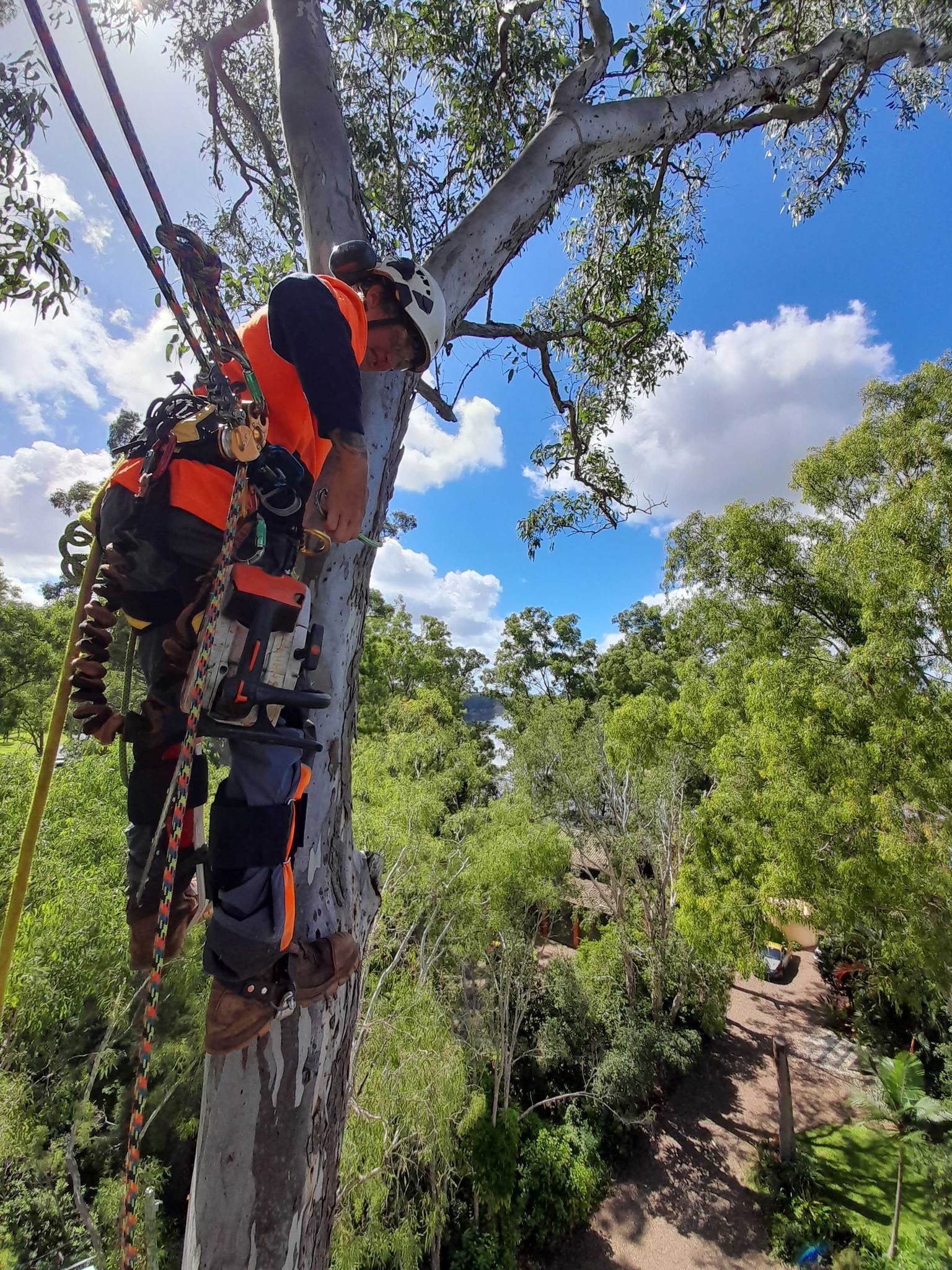 arborist performing dead wooding by removing branches while climbing tree