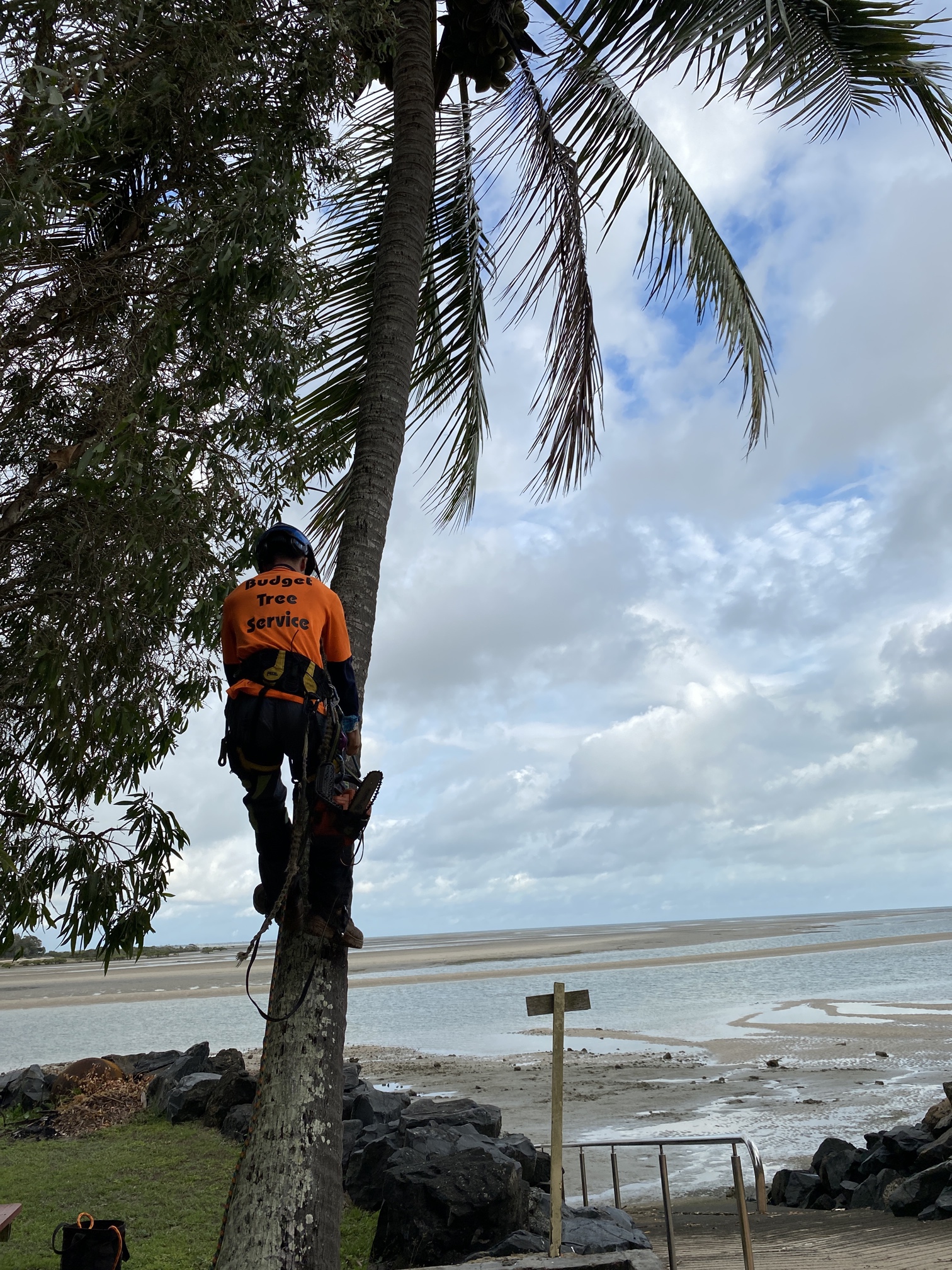 Palm cleaning in Hervey Bay with arborist removing dead fronds from coastal palm tree
