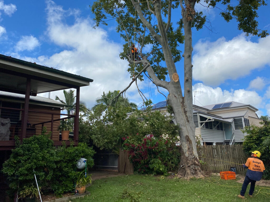 Tree pruning service in Hervey Bay removing large limb near residential property