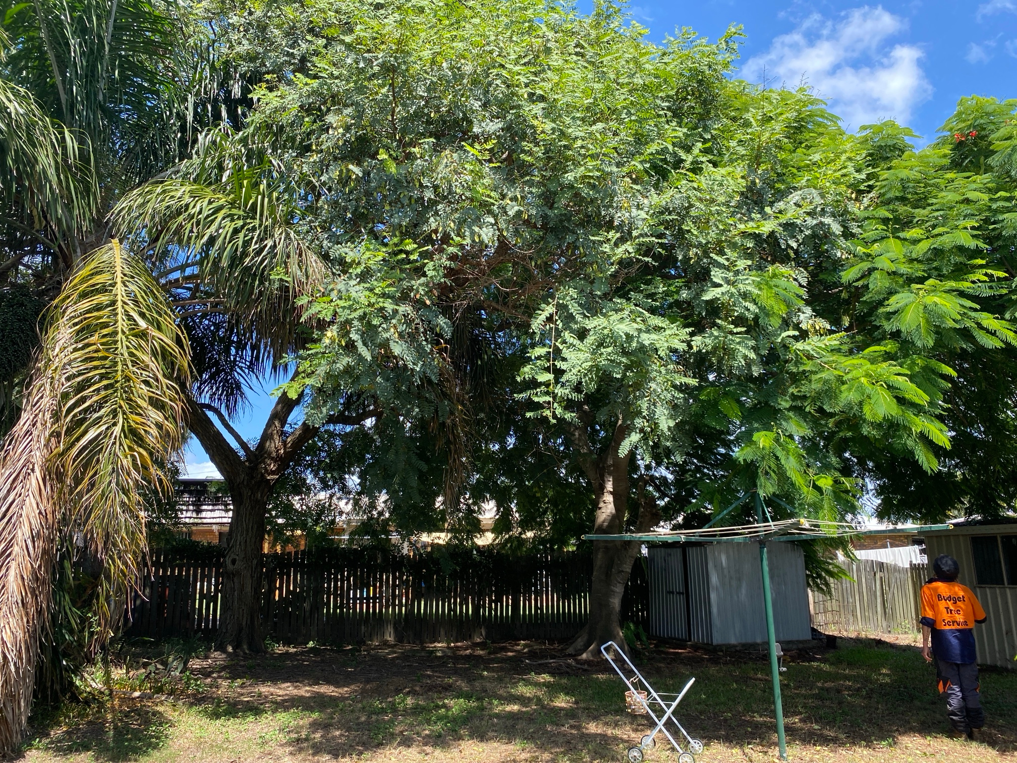 overgrown tree with low branches limiting clearance and access