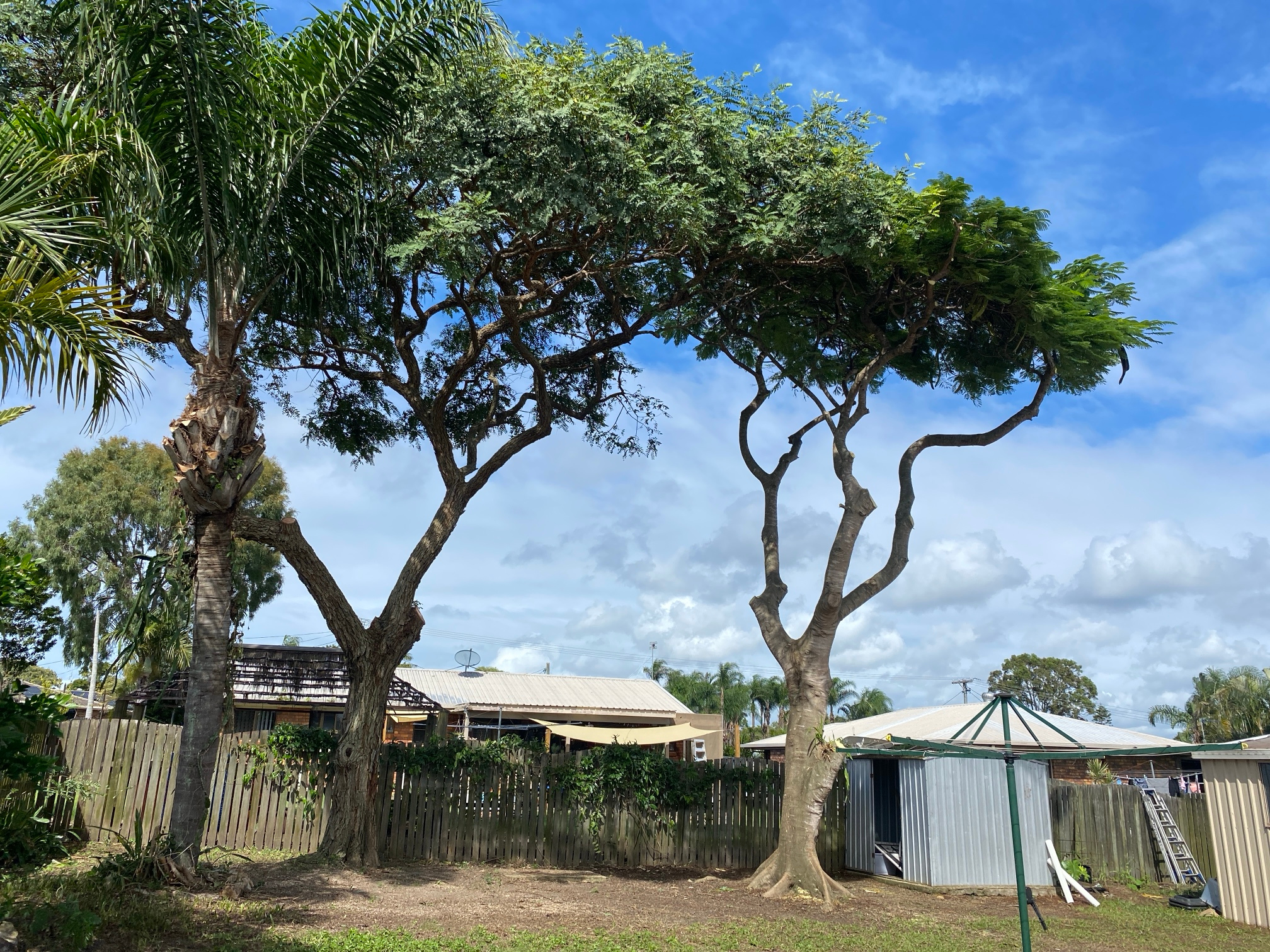 crown lifting completed to raise canopy and improve clearance beneath tree