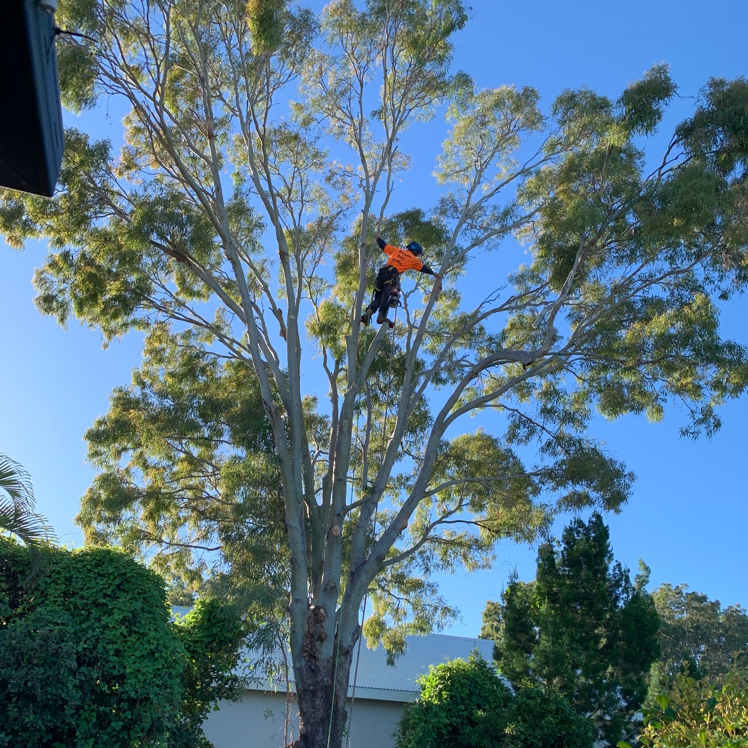 Tree pruning in Fraser Coast with arborist carrying out crown work in large tree