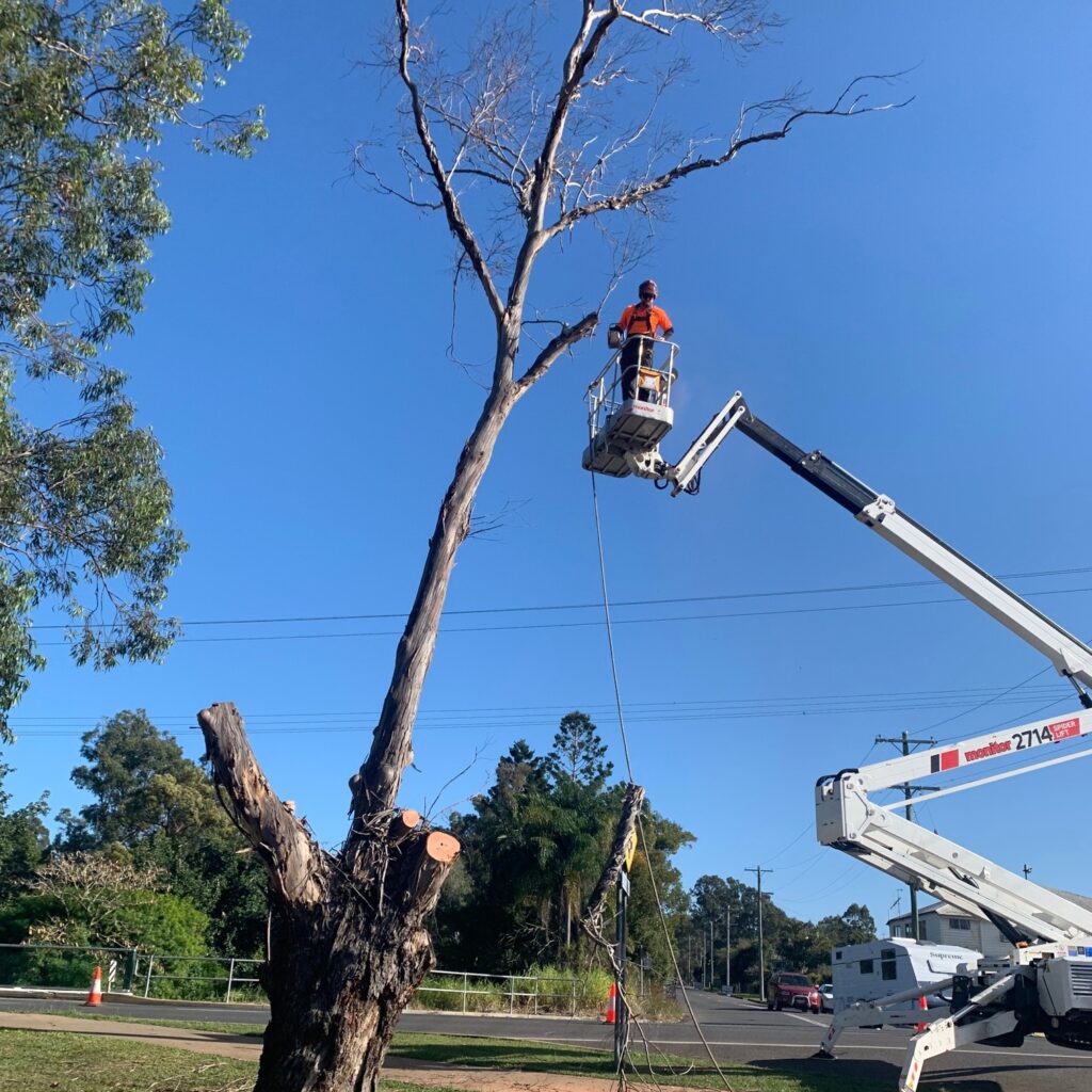 tree removal using elevated work platform tree services Fraser Coast