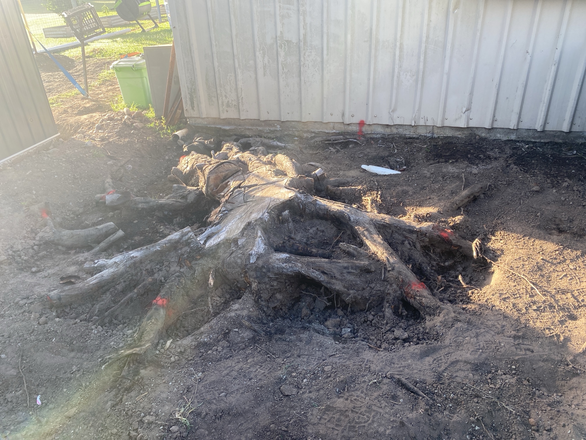 large tree stump and roots before stump grinding Fraser Coast