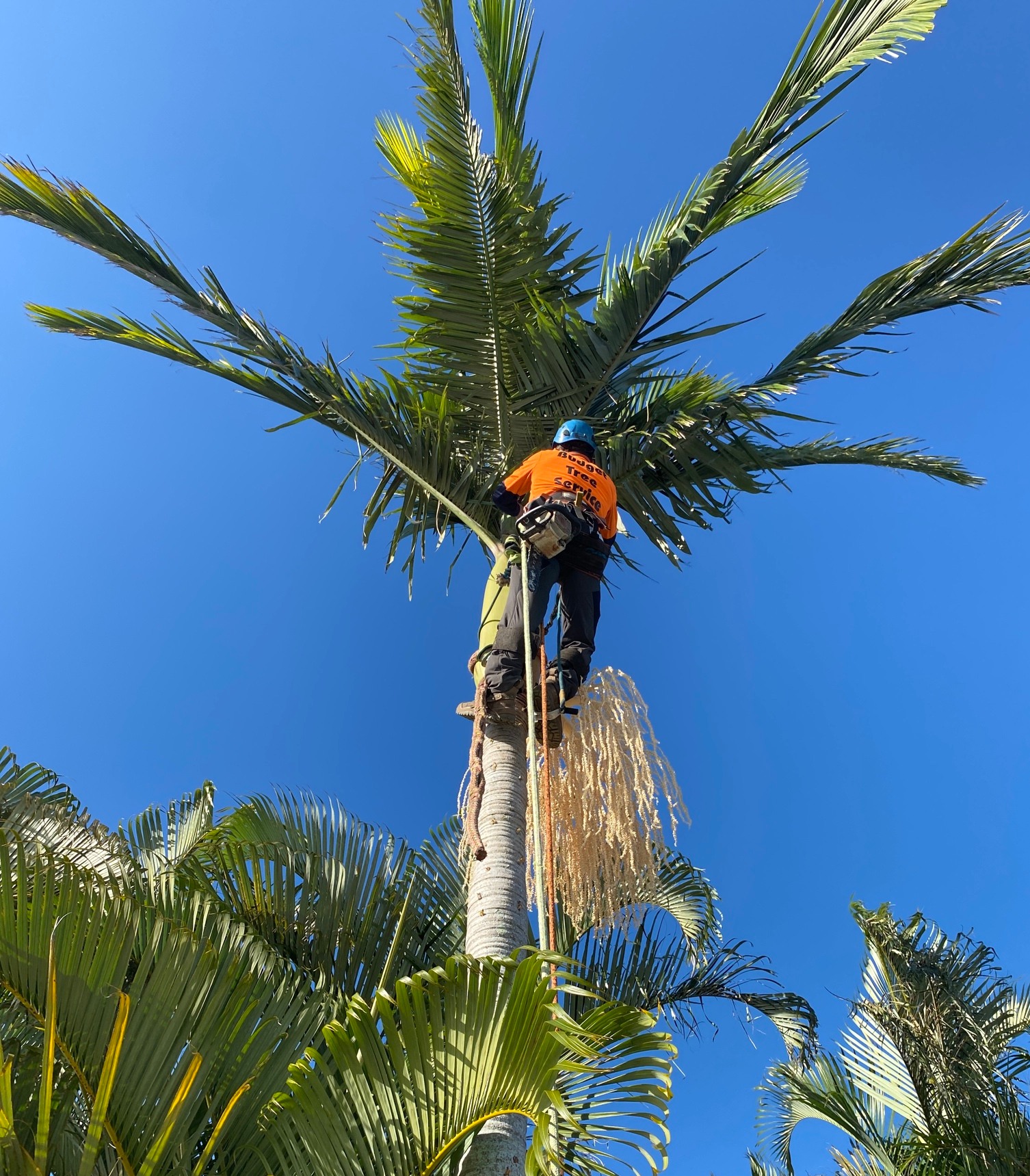 Palm cleaning and tree services in Maryborough by Budget Tree Service