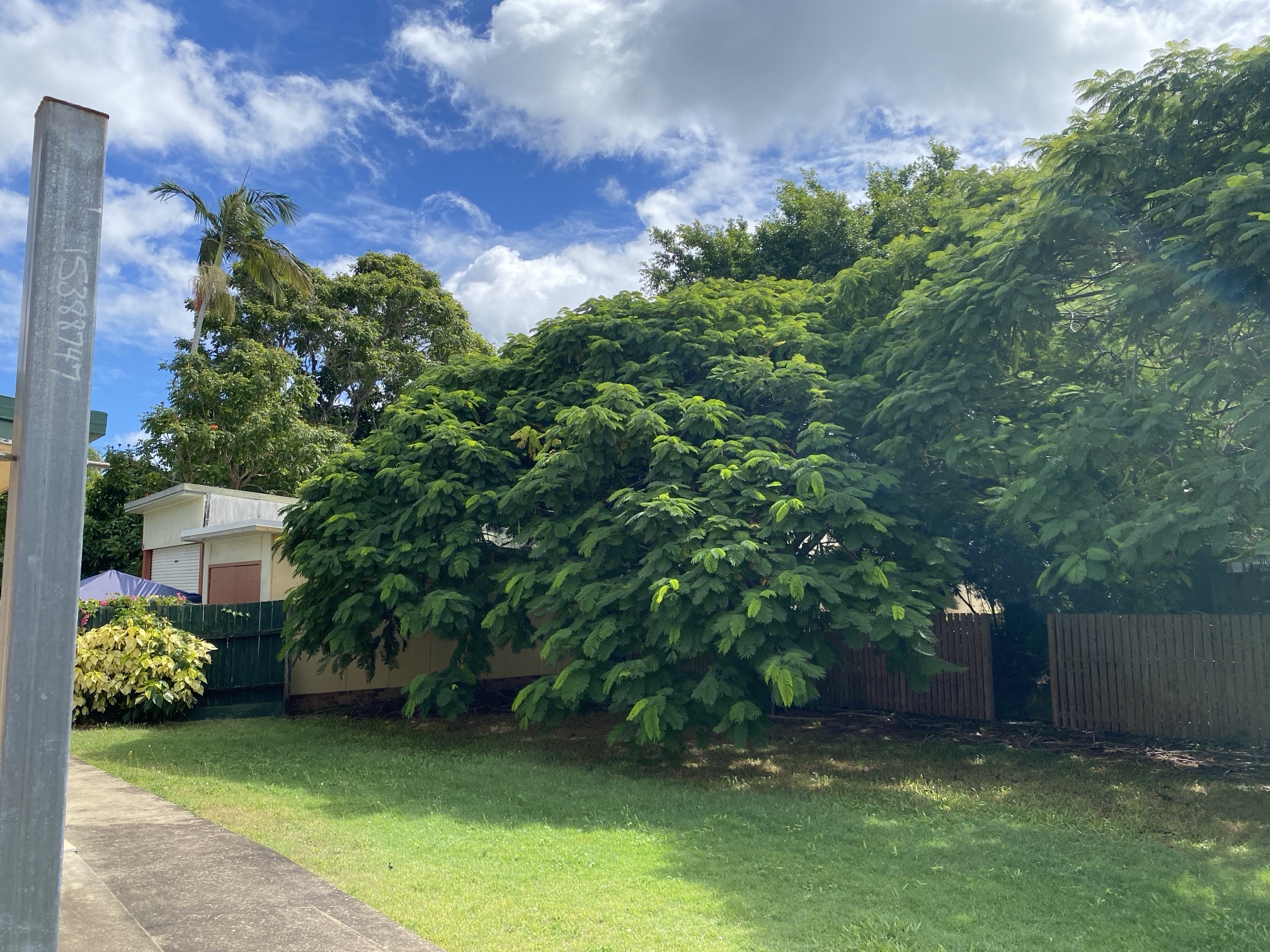 Tree pruning before in Hervey Bay showing overgrown canopy near property