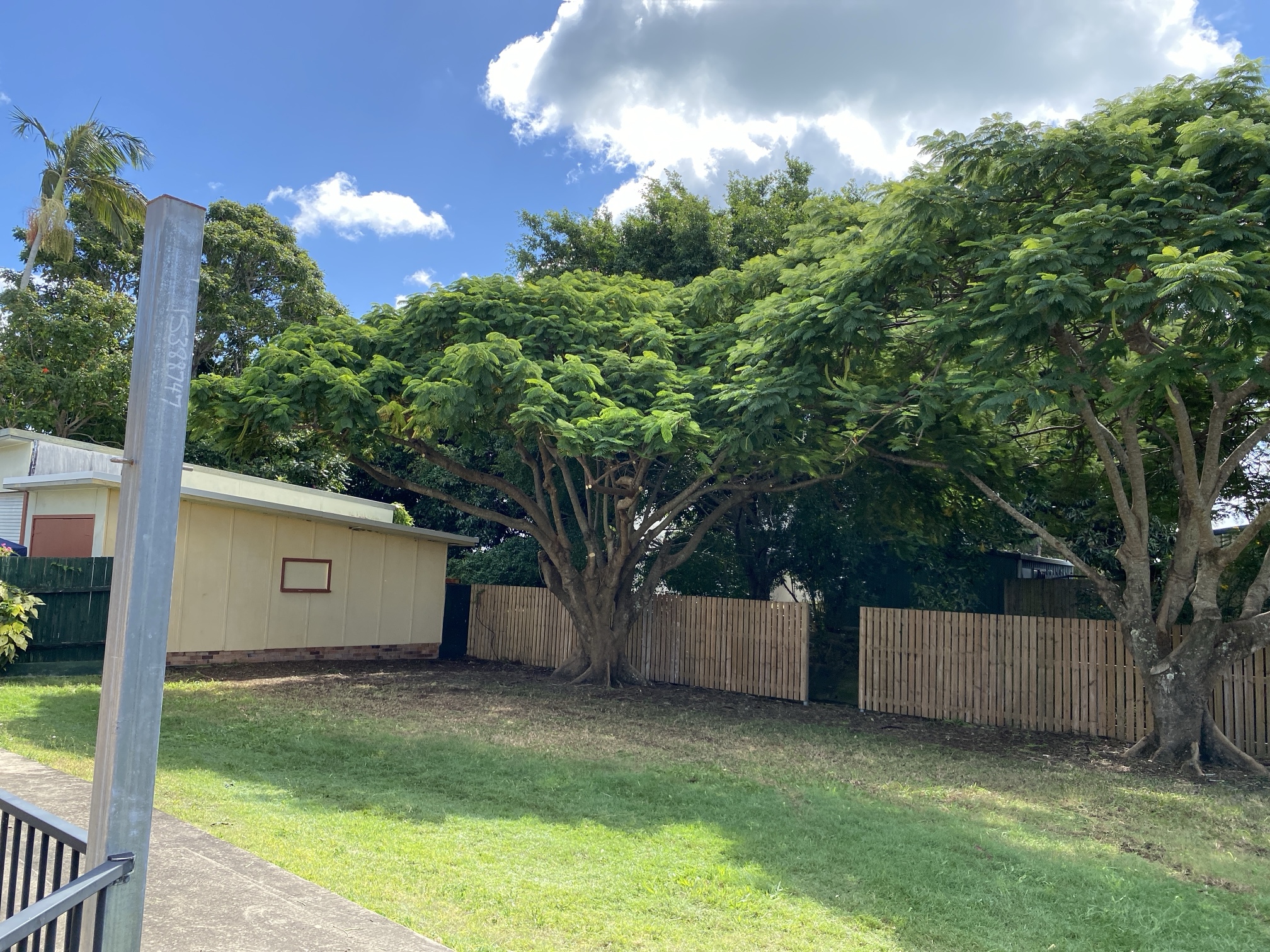 Tree pruning after in Hervey Bay with improved structure and clearance