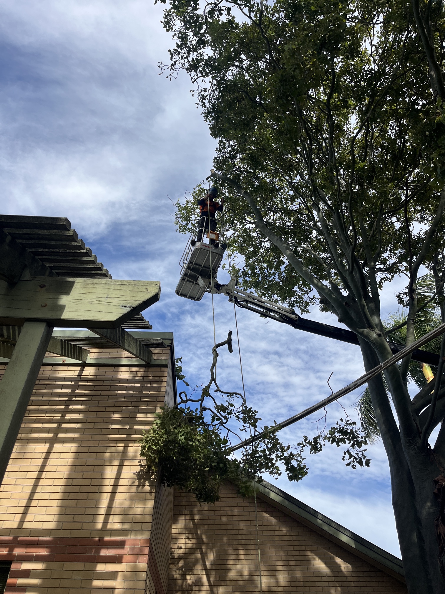 Tree pruning at Fraser Coast Council building in surrounding Fraser Coast area