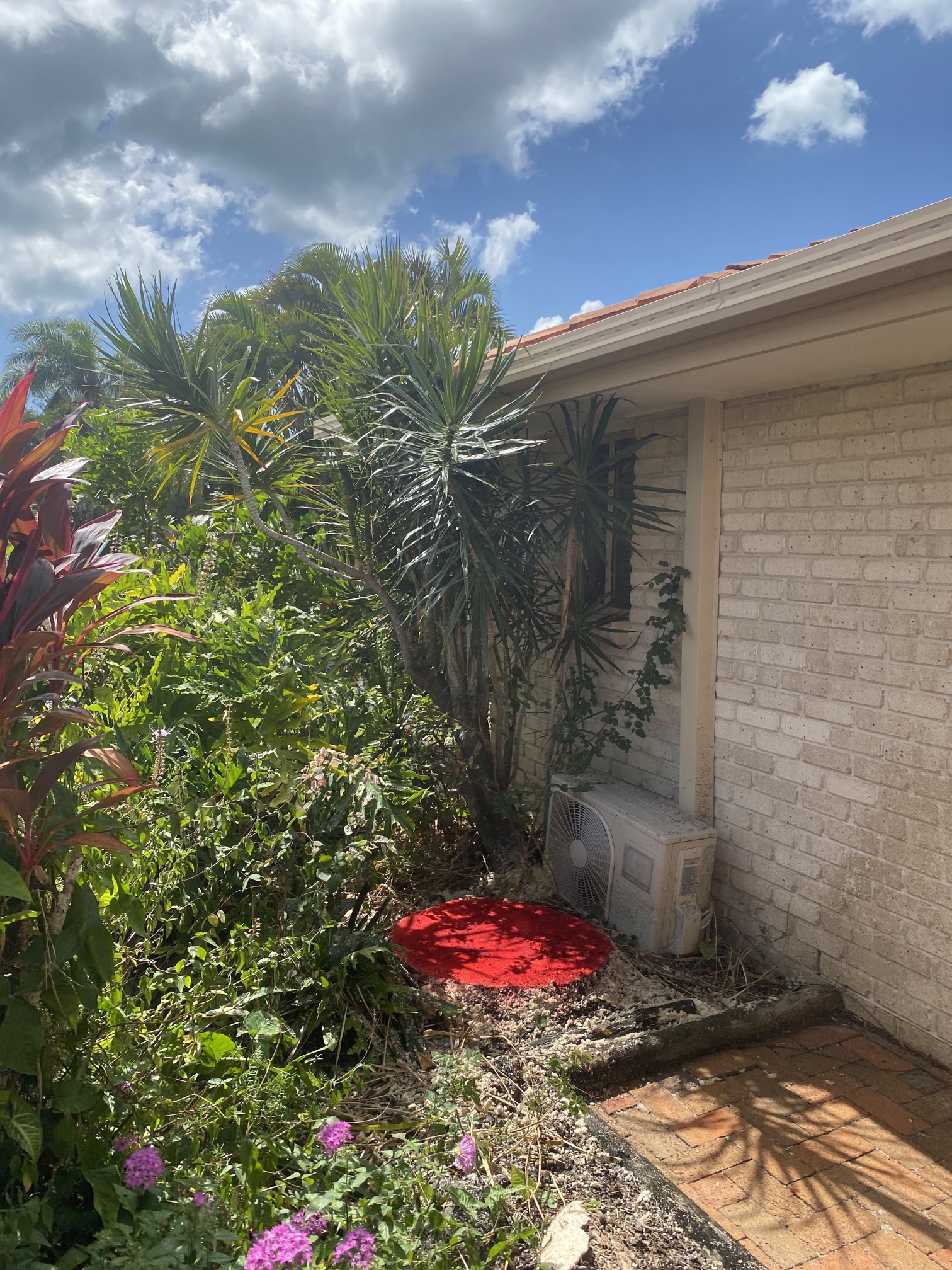 Palm tree removal completed in Urangan with stump treated and area cleared