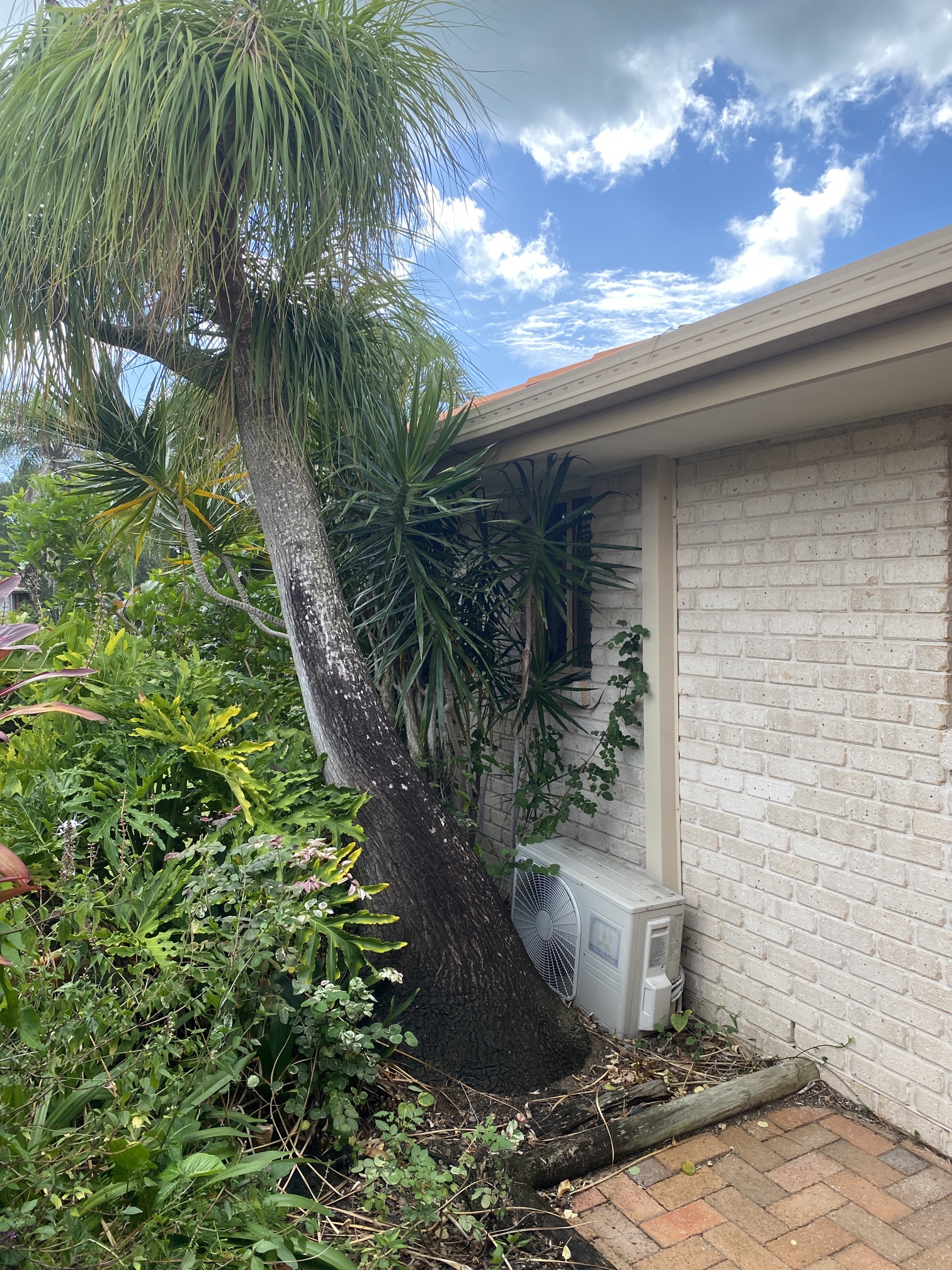 Leaning palm tree before removal in Urangan near house and structure