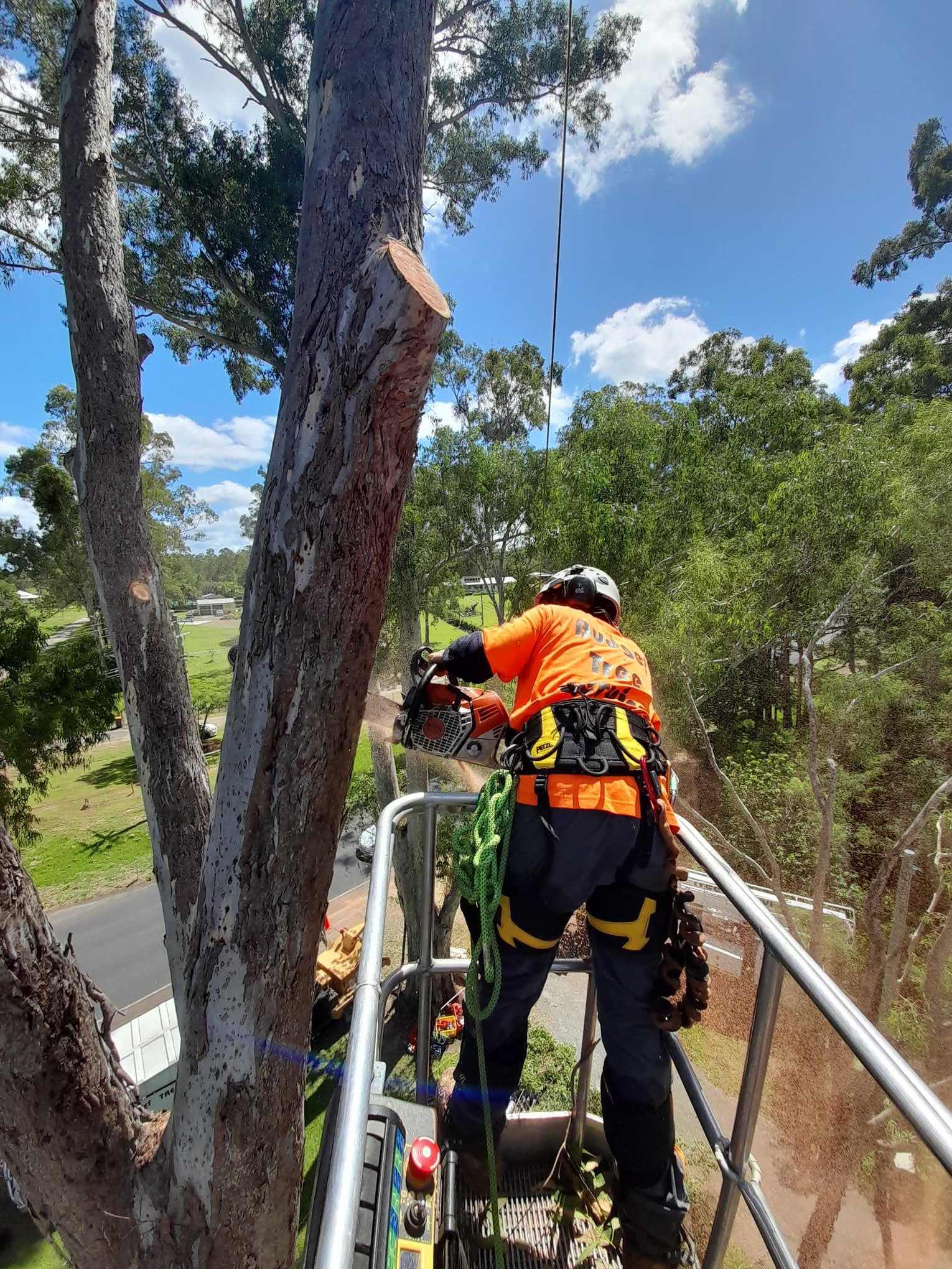 Tree removal using EWP on the Fraser Coast