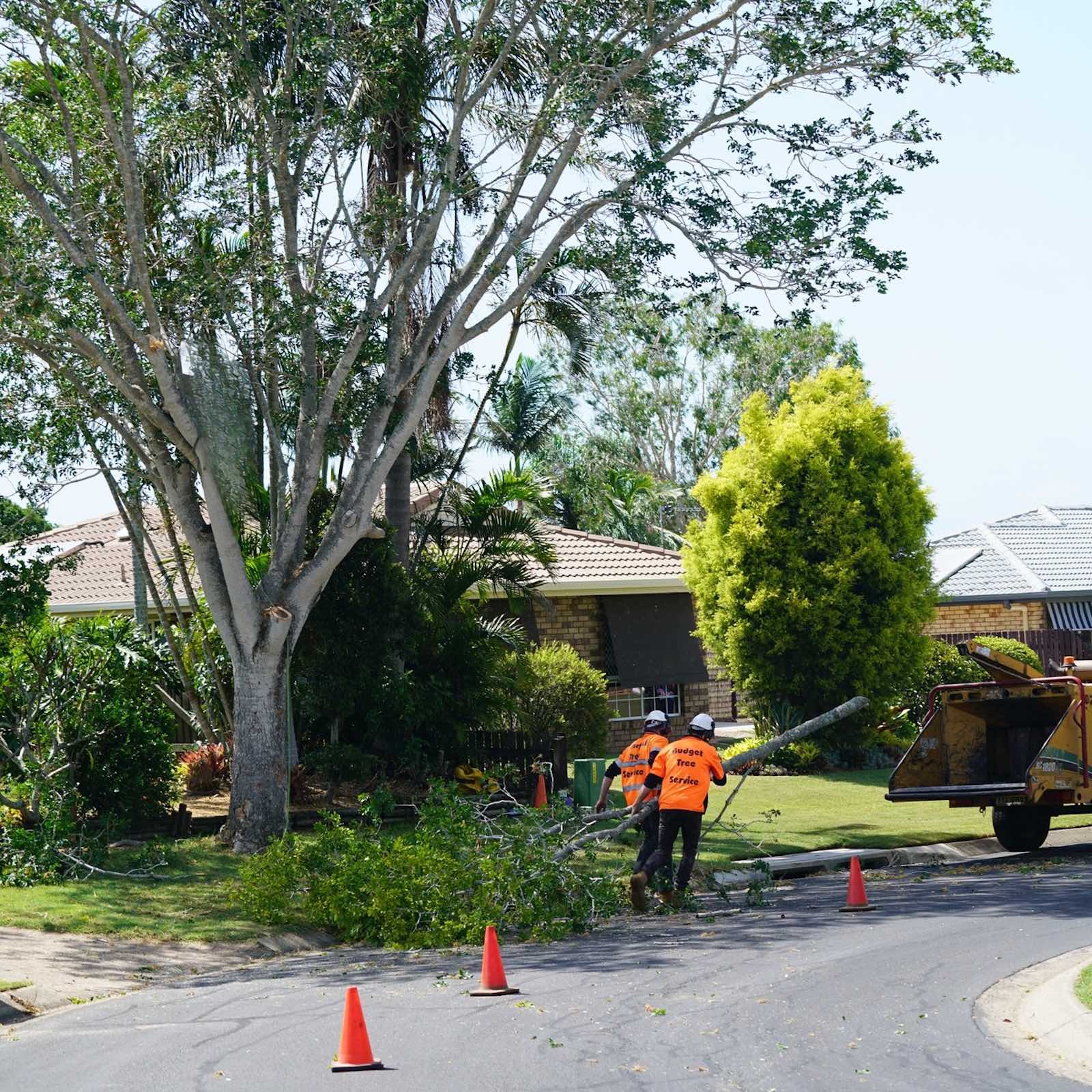 Tree services across the Fraser Coast by Budget Tree Service QLD